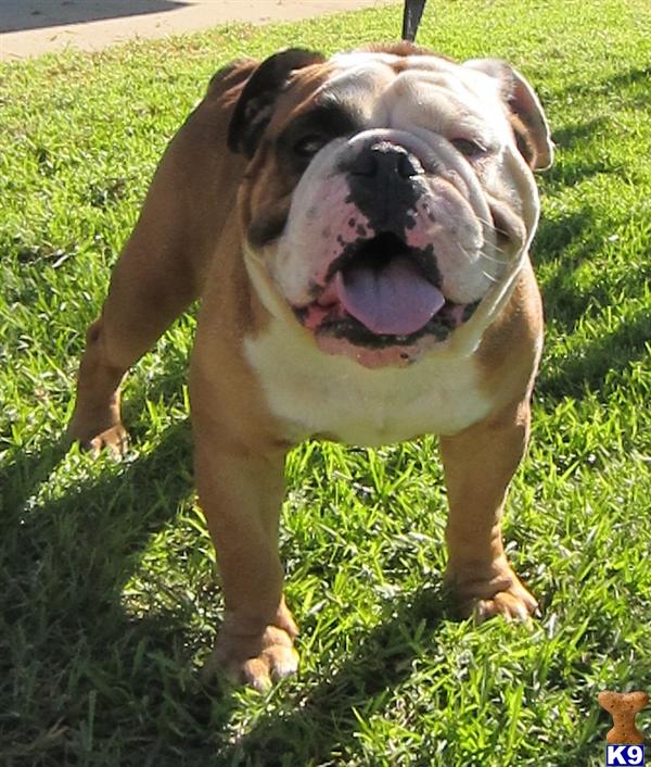 Stud Dogs - Bulldog