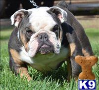 Stud Dogs - English Bulldog