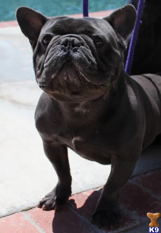 Stud Dogs - French Bulldog