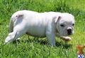 English Bulldog