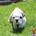 English Bulldog