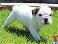 English Bulldog