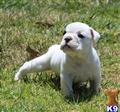 English Bulldog