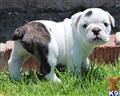 English Bulldog