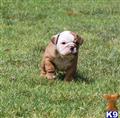 English Bulldog
