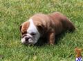 English Bulldog