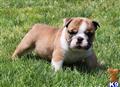 English Bulldog