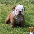 English Bulldog