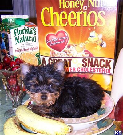 Yorkshire Terrier Puppies in FL