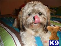 Stud Dogs - Shih Tzu