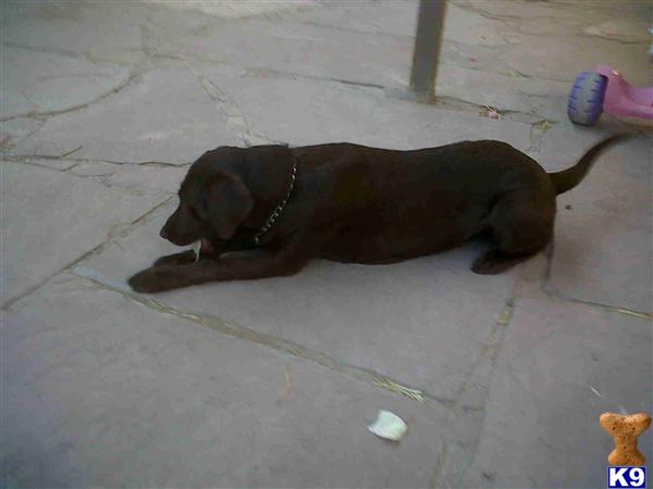 Dogs for Sale in AZ