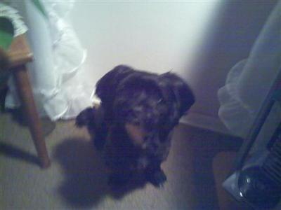 Dogs - Havanese