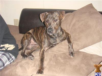 Rescue Dogs