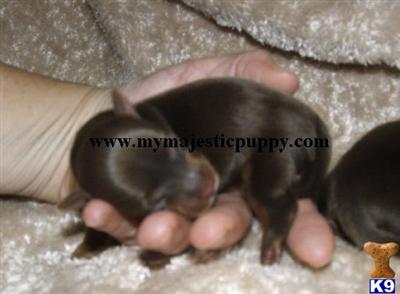Puppies in Olathe