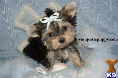 Puppies in Olathe