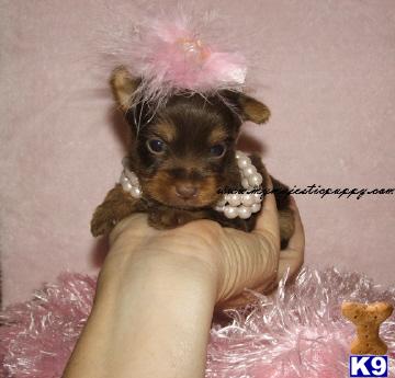 Puppies in Olathe
