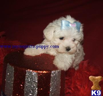 Puppies in KS