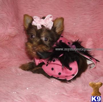 Puppies in KS