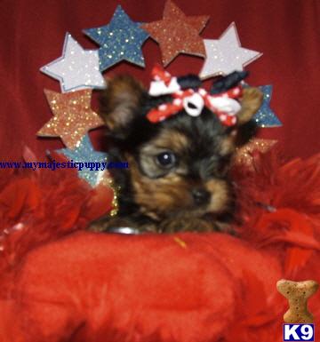 Puppies in KS