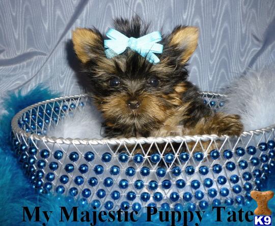 Puppies in Olathe