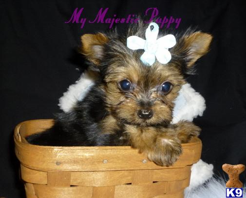 Puppies in Olathe
