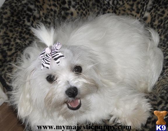 Dogs for Sale in KS