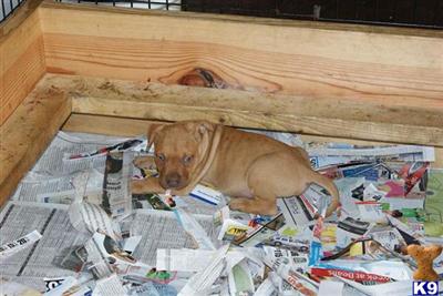 American Pit Bull Puppies in FL
