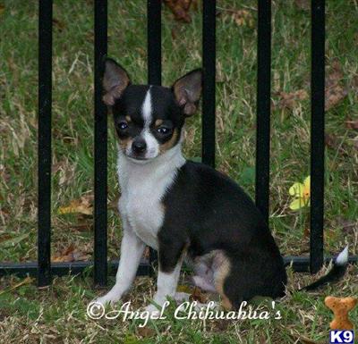 Chihuahua Puppies for Sale