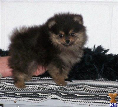 Puppies in AL