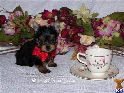 Puppies in AL