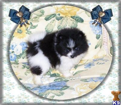 Puppies in AL