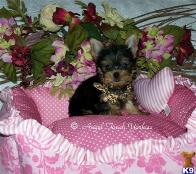 Puppies in AL