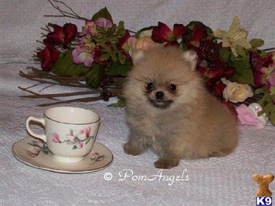 Puppies in AL