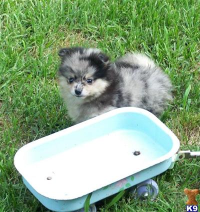 Puppies in AL