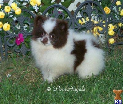 Puppies in AL
