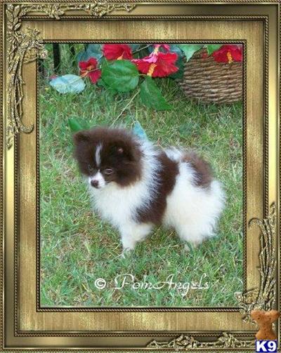 Puppies in AL