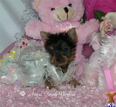Puppies in AL