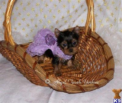 Yorkshire Terrier Puppies for Sale