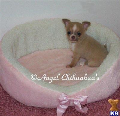 Chihuahua Puppies for Sale