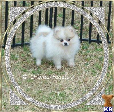 Puppies in AL