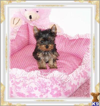 Yorkshire Terrier Puppies for Sale