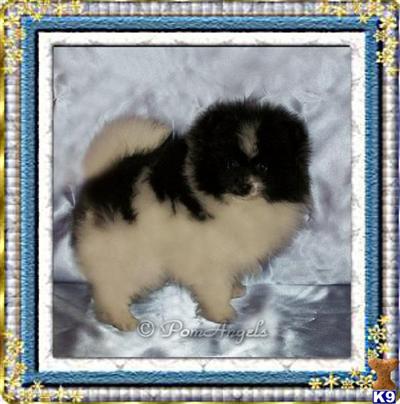 Pomeranian Puppies for Sale