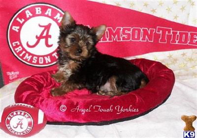 Yorkshire Terrier Puppies for Sale