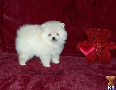 Pomeranian Puppies for Sale