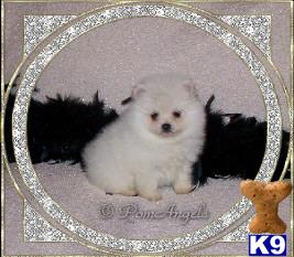 Pomeranian Puppies for Sale