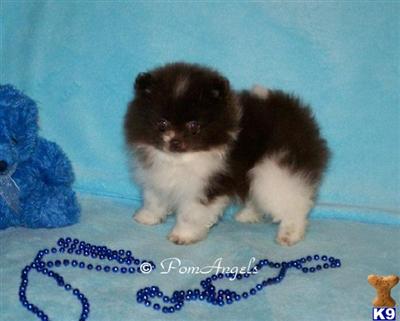 Pomeranian Puppies for Sale
