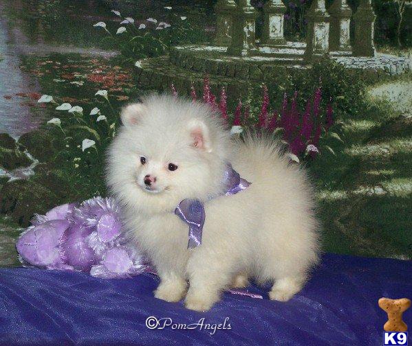 Pamuqa Miniature Long Haired Chihuahua Puppies