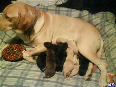Labrador Retriever Puppies in TX