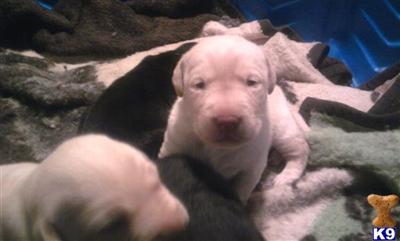 Labrador Retriever Puppies in TX