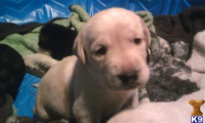 Labrador Retriever Puppies in TX